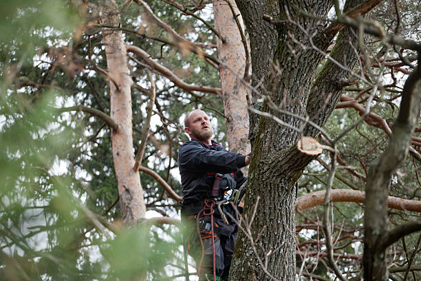 How Our Tree Care Process Works  in  Saginaw, TX